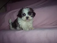 SHICHON GIRL, a female Shichon for sale in Gresham, WI – Photo 1 of 2