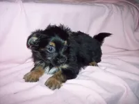 SHORKIE GIRL   #2, a female Shorkie for sale in Gresham, WI – 2 of 3