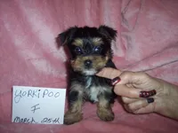 YORKI POO GIRL  , a female Yorkipoo for sale in Gresham, WI – 1 of 3