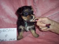 YORKI POO GIRL  , a female Yorkipoo for sale in Gresham, WI – 2 of 3