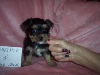 YORKI POO GIRL  , a female Yorkipoo for sale in Gresham, WI – 3 of 3