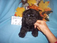 YORKIPOO BOY   # 1 , a male Yorkipoo for sale in Gresham, WI – 1 of 2