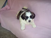 SHICHON GIRL, a female Shichon for sale in Gresham, WI – Photo 2 of 4