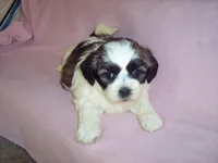 SHICHON GIRL, a female Shichon for sale in Gresham, WI – Photo 3 of 4