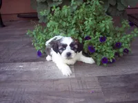 SHICHON GIRL, a female Shichon for sale in Gresham, WI – Photo 1 of 4