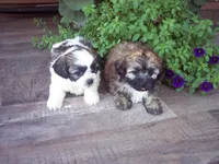 SHICHON GIRL, a female Shichon for sale in Gresham, WI – Photo 4 of 4