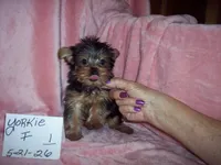 YORKSHIRE TERRIER  GIRL , a female Yorkshire Terrier for sale in Gresham, WI – 2 of 3