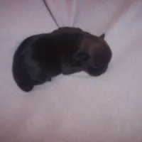 SHORKIE GRIL  # 2, a female Shorkie for sale in Gresham, WI – Photo 1 of 2