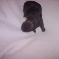 SHORKIE GRIL  # 2, a female Shorkie for sale in Gresham, WI – Photo 2 of 2