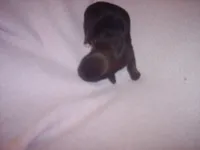 SHORKIE GRIL  # 2, a female Shorkie for sale in Gresham, WI – Photo 2 of 2