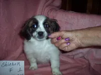 SHICHON GIRL #1, a female Shichon for sale in Gresham, WI – 2 of 3