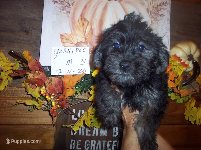 YORKIPOO BOY # 4 – Yorkipoo puppy for sale in Gresham, WI