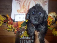 YORKIPOO BOY # 4, a male Yorkipoo for sale in Gresham, WI – 1 of 2