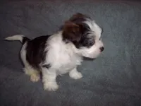 SHORKIE  BOY, a male Shorkie for sale in Gresham, WI – Photo 3 of 3