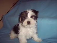 SHORKIE  BOY, a male Shorkie for sale in Gresham, WI – Photo 2 of 3