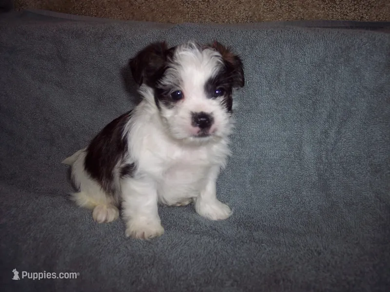 SHORKIE  BOY – Shorkie puppy for sale in Gresham, WI