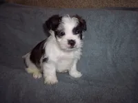 SHORKIE  BOY, a male Shorkie for sale in Gresham, WI – Photo 1 of 3