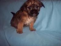 BROWNIE, a male Shorkie for sale in Gresham, WI – Photo 2 of 2