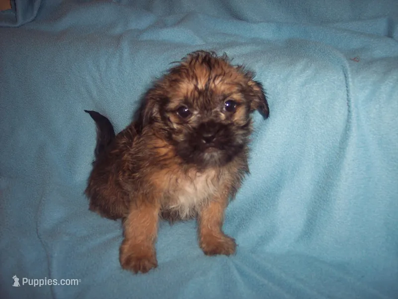 BROWNIE, a male Shorkie for sale in Gresham, WI – Photo 1 of 2