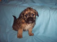 BROWNIE, a male Shorkie for sale in Gresham, WI – Photo 1 of 2