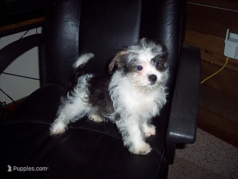  SALE PRICE   SHORKIE  BOY – Shorkie puppy on hold in Gresham, WI