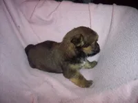 SHORKIE GIRL   #1, a female Shorkie for sale in Gresham, WI – 2 of 2