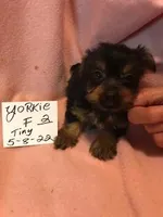 YORKIE GIRL NO 2, a female Yorkshire Terrier for sale in Gresham, WI – Photo 1 of 2