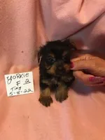 YORKIE GIRL NO 2, a female Yorkshire Terrier for sale in Gresham, WI – Photo 2 of 2