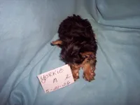 YORKIE BOY , a male Yorkshire Terrier for sale in Gresham, WI – 2 of 3