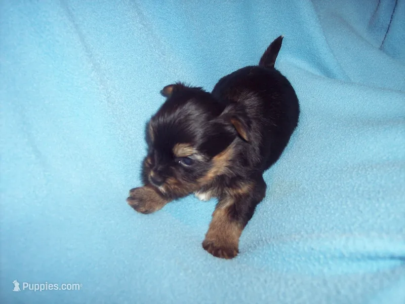 SHORKIE BOY   – Shorkie puppy for sale in Gresham, WI