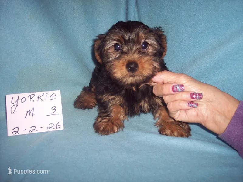 YORKIE BOY #3 – Yorkshire Terrier puppy for sale in Gresham, WI