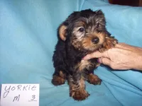 YORKIE BOY #3, a male Yorkshire Terrier for sale in Gresham, WI – Photo 2 of 3
