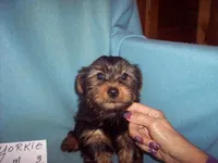YORKIE BOY #3, a male Yorkshire Terrier for sale in Gresham, WI – Photo 3 of 3