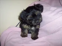 SHORKIE GIRL  #1    , a female Shorkie for sale in Gresham, WI – 2 of 2