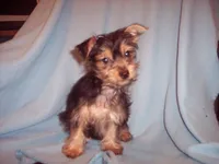 YORKIE MIX 1, a male Yorkshire Terrier for sale in Gresham, WI – 3 of 4