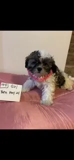 SHICHON GIRL   #  4 – Shichon puppy for sale in Gresham, WI