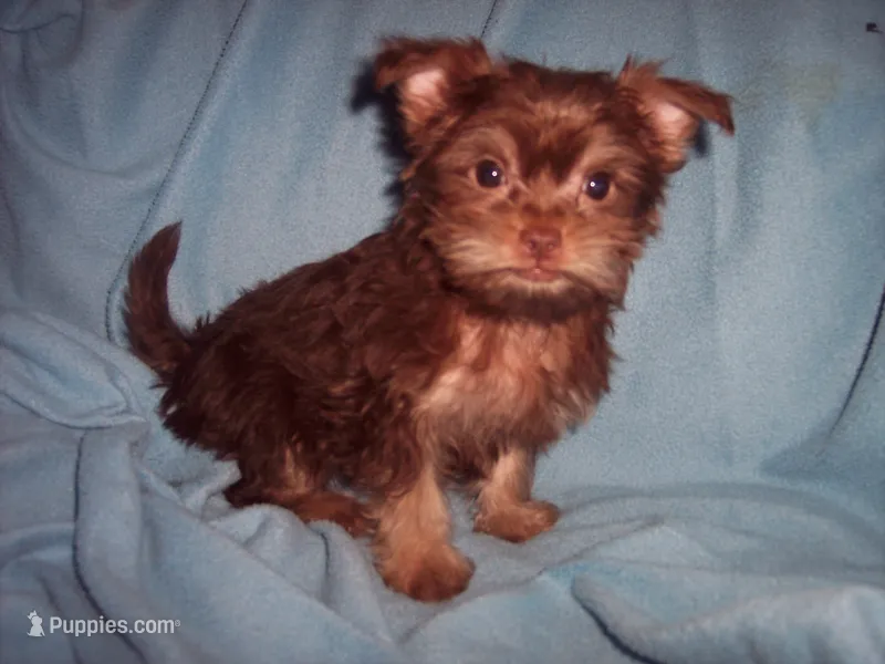 SHORKIE BOY #2  – Shorkie puppy for sale in Gresham, WI