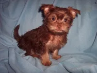 SHORKIE BOY #2 , a male Shorkie for sale in Gresham, WI – 1 of 2