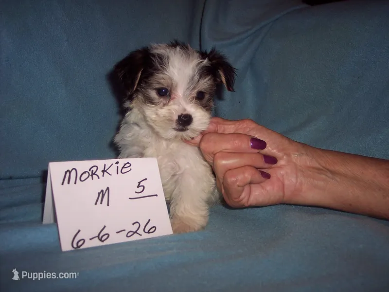 PARTI BOY – Morkie puppy for sale in Gresham, WI