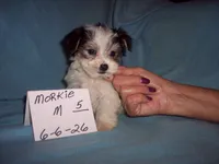 PARTI BOY, a male Morkie for sale in Gresham, WI – 1 of 3