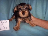 YORKSHIRE TERRIER BOY , a male Yorkshire Terrier for sale in Gresham, WI – 2 of 2