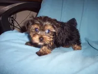 YORKSHIRE TERRIER BOY #1, a male Yorkshire Terrier for sale in Gresham, WI – 2 of 3