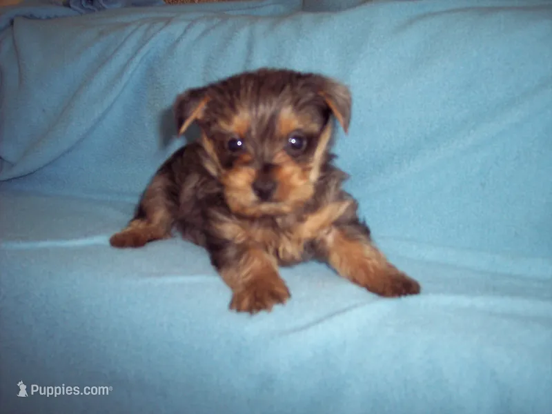 BLUE MERLE BOY  – Yorkshire Terrier puppy for sale in Gresham, WI