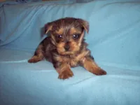 BLUE MERLE BOY , a male Yorkshire Terrier for sale in Gresham, WI – 1 of 2