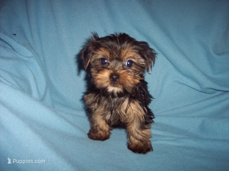 YORKSHIRE TERRIER BOY #1 – Yorkshire Terrier puppy for sale in Gresham, WI