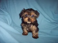 YORKSHIRE TERRIER BOY #1, a male Yorkshire Terrier for sale in Gresham, WI – 1 of 3