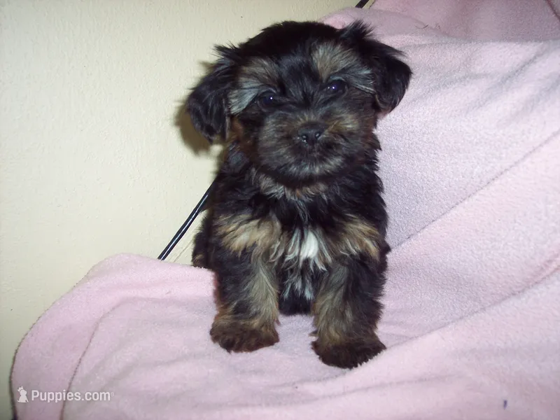 SHORKIE GIRL   #3     – Shorkie puppy for sale in Gresham, WI