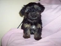 SHORKIE GIRL  #1    , a female Shorkie for sale in Gresham, WI – 1 of 2