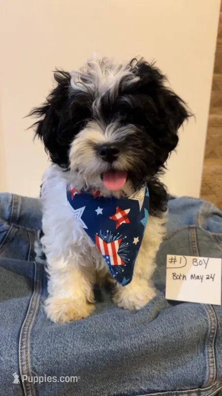 SHICHON BOY #   1 – Shichon puppy for sale in Gresham, WI