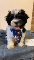 SHICHON BOY #   1, a male Shichon for sale in Gresham, WI – 1 of 1